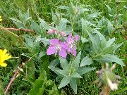      ,   - Epilobium latifolium.  .  