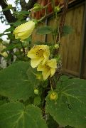 zdjęcie żółty Kwiat Kirengeshoma