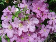 roze Clematis Tuin Bloemen foto