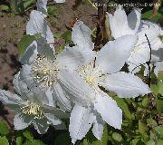 bijela Pavit Vrt Cvijeće foto