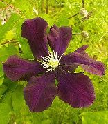 შინდისფერი Clematis ბაღის ყვავილები ფოტო