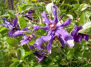 фото фіолетовий Квітка Клематис