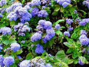 photo light blue  Floss Flower