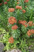 fotografie roșu Floare Rhodiola, Roseroot, Sedum, Roseroot Leedy Lui, Stonecrop