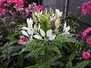      ,    Cleome spinosa 'Helen Cambell'.    