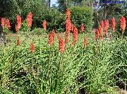 foto rot Blume Red Hot Poker, Fackellilie, Tritoma