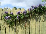 kuva violetti Kukka Atragene, Pieni-Kukallinen Elämänlanka