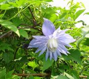 フォト ライトブルー フラワー Atragene、小花の咲くクレマチス