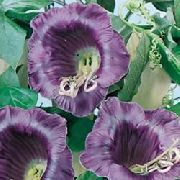 violetinė Katedros Varpai, Puodelis Ir Lėkštutė Augalų, Puodelis Ir Lėkštutė Vynmedis Sodo Gėlės nuotrauka