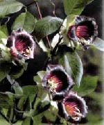 fénykép burgundia Virág Székesegyház Harangjai, Csésze És Csészealj Növény, Csésze És Csészealj Szőlő