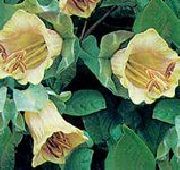 gelb Dom Glocken, Tasse Und Untertasse Pflanze, Tasse Und Untertasse Wein Garten Blumen foto