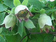 foto grön Blomma Motorhuv Campanulaceae