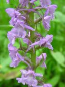 photo Fragrant Orchid, Mosquito Gymnadenia Flower