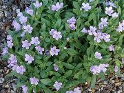 photo lilac Flower Collomia