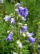azul claro Campanilla Flores del Jardín foto