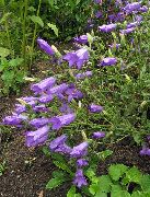 foto purpurs Zieds Campanula, Pulkstenīte