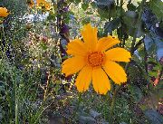 oranžový Lanceleaf Krásnoočko, Tickseed Krásnoočko Zahradní květiny fotografie