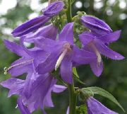 紫丁香 沙参，小姐的钟声 园林花卉 照片
