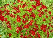 κόκκινος Goldmane Tickseed λουλούδια στον κήπο φωτογραφία