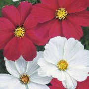 photo red Flower Cosmos