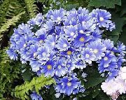γαλάζιο Cineraria Ανθοπωλείο λουλούδια στον κήπο φωτογραφία
