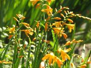 amarelo Crocosmia Flores do Jardim foto