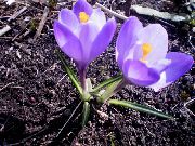 照片 紫丁香  早期的藏红花，tommasini的藏红花，番红花雪，tommies