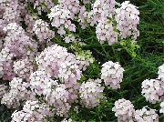 beyaz Stonecress, Aethionema Bahçe çiçekleri fotoğraf
