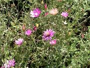 rosa Ewig, Strohblumen, Strohblume, Papier Gänseblümchen, Everlasting Daisy  foto
