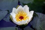 photo Water lily Flower
