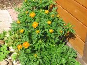 πορτοκάλι Υδρόγειο Λουλούδι  φωτογραφία