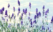 foto blå Blomst Lavendel