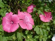 rosa Jahres Malve Stieg Malve, Königliche Malven, Königlich Malve Garten Blumen foto