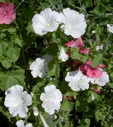 foto bianco Fiore Malva Annuale, Malva Rosa, Malva Reale, Malva Regale