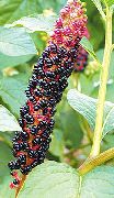 nuotrauka juodas žiedas Amerikos Alkiermes, Inkberry, Pidgeonberry