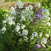 bianco Wallflower, Cheiranthus Fiori del giardino foto