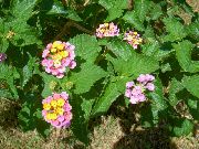 ピンク ランタナ 庭の花 フォト