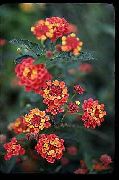 foto sarkans Zieds Lantana
