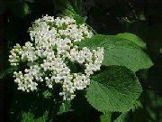 bílá Lantana Zahradní květiny fotografie