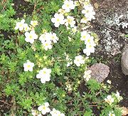 blanco Cinquefoil Flores del Jardín foto