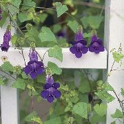 violetinė Dvynių Snapdragon, Šliaužti Gloksynia Sodo Gėlės nuotrauka