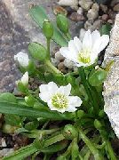 白 Lewisia，悬崖女佣，锡斯基尤Lewisia，锡斯基尤比特鲁特 园林花卉 照片
