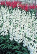 თეთრი ბაღში საფონდო ბაღის ყვავილები ფოტო