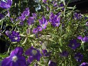 фото фіолетовий Квітка Легузія Дзеркало Венери