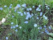 ფოტო ღია ლურჯი ყვავილების Linum მრავალწლიანი