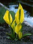 jaune Jaune Lysichiton Fleurs Jardin photo