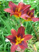 წითელი Daylily ბაღის ყვავილები ფოტო