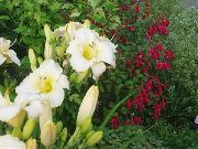 hvit Daylily Hage Blomster bilde