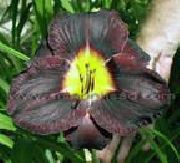 fotografie negru Floare Daylily