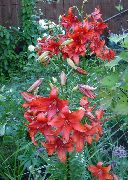 κόκκινος Κρίνος Οι Ασιάτες Υβρίδια λουλούδια στον κήπο φωτογραφία
